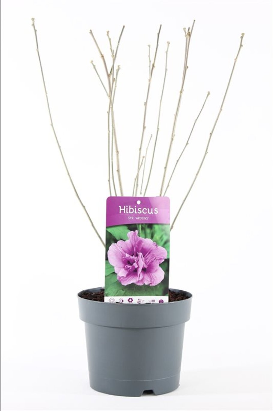 Hibiscus syr. 'Ardens' - C3